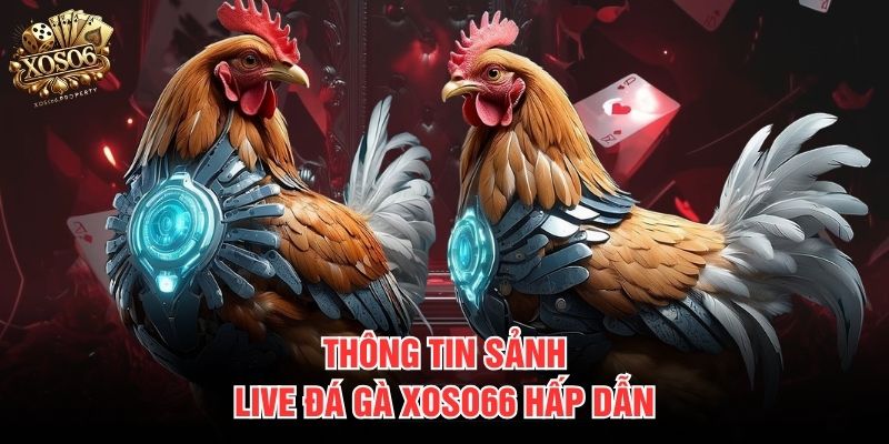 Thông tin sảnh live đá gà Xoso66 hấp dẫn